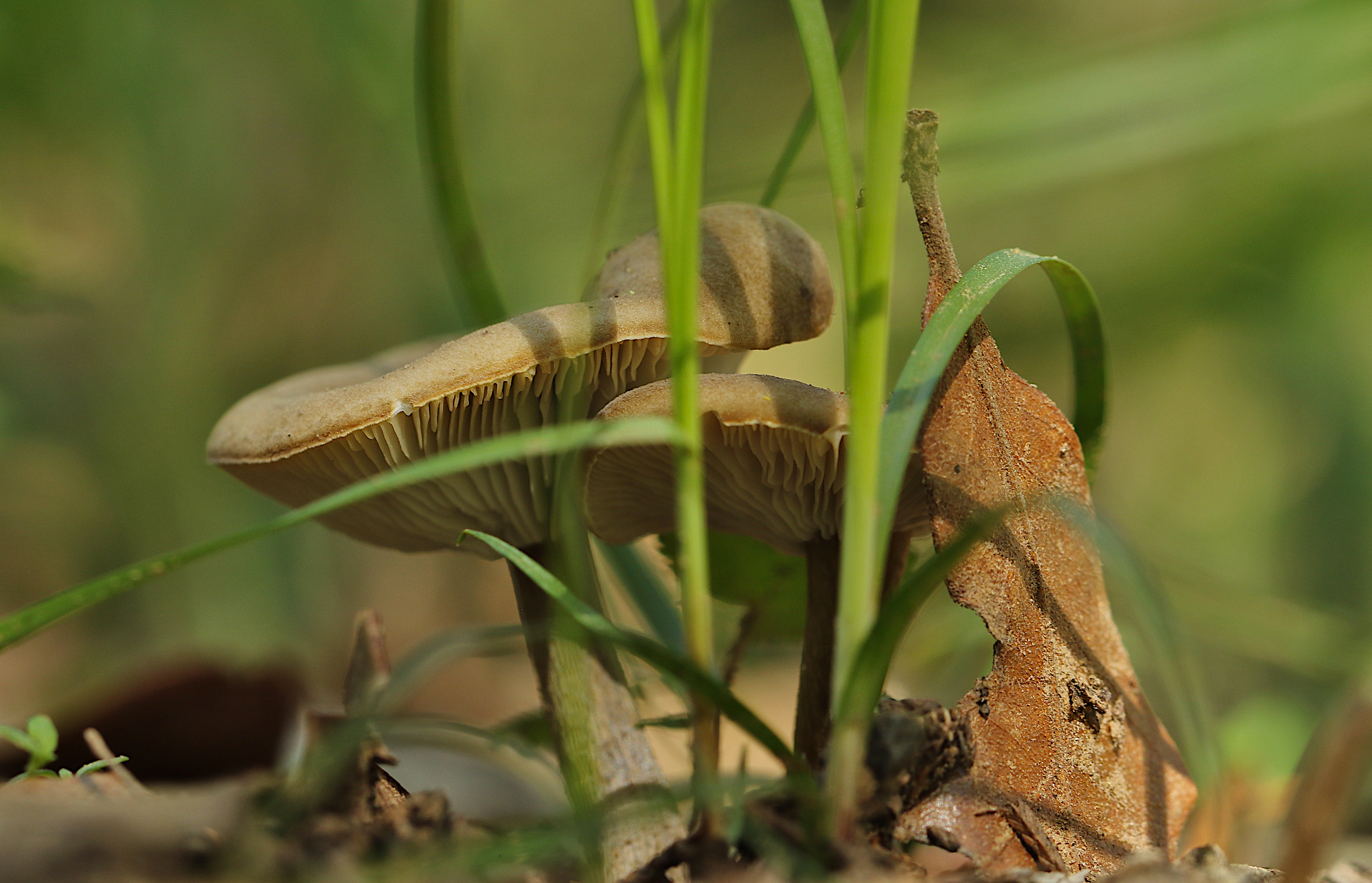 False Chanterelle mushrooms hidden behind grass and a leaf