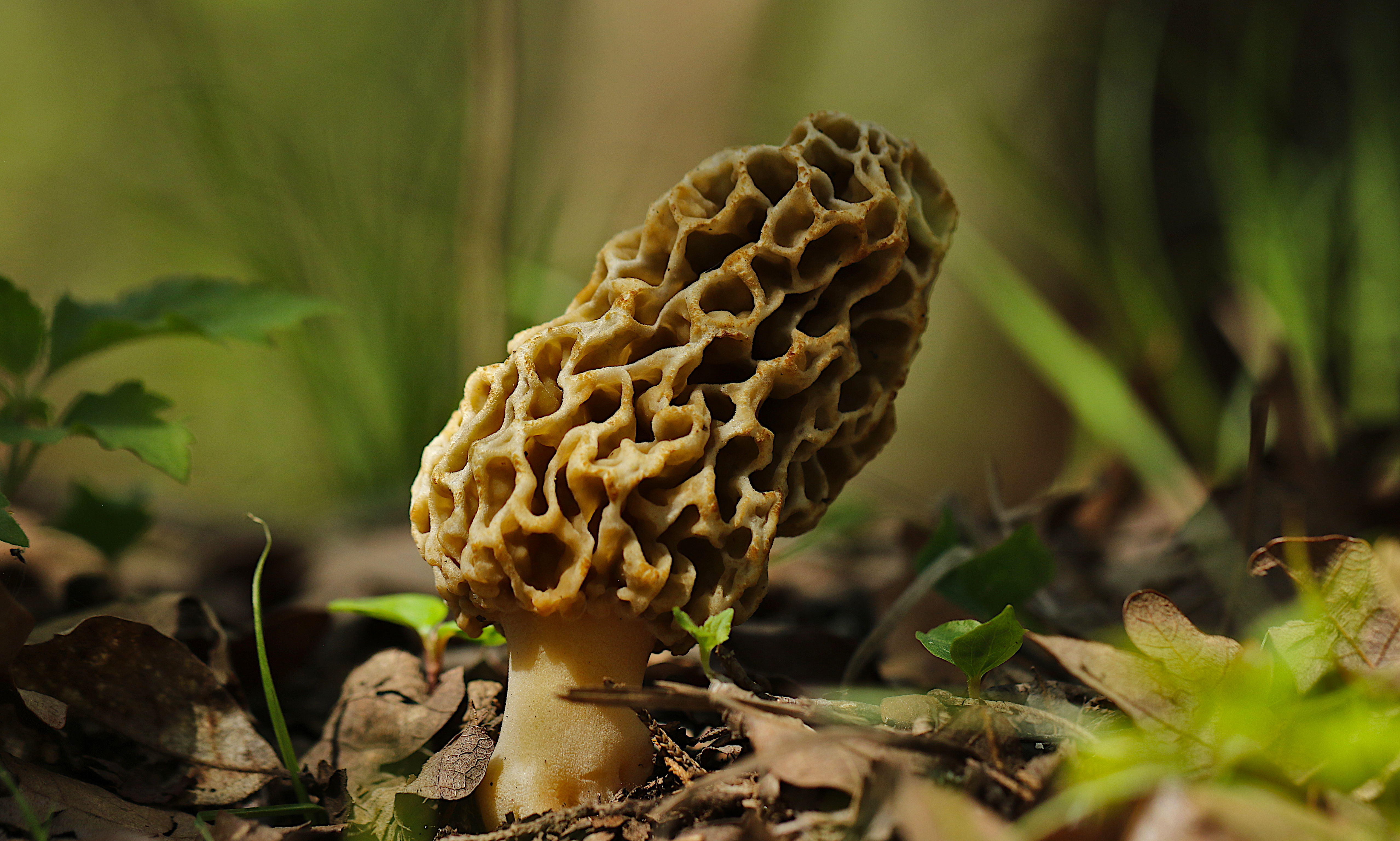 Morel Mushroom